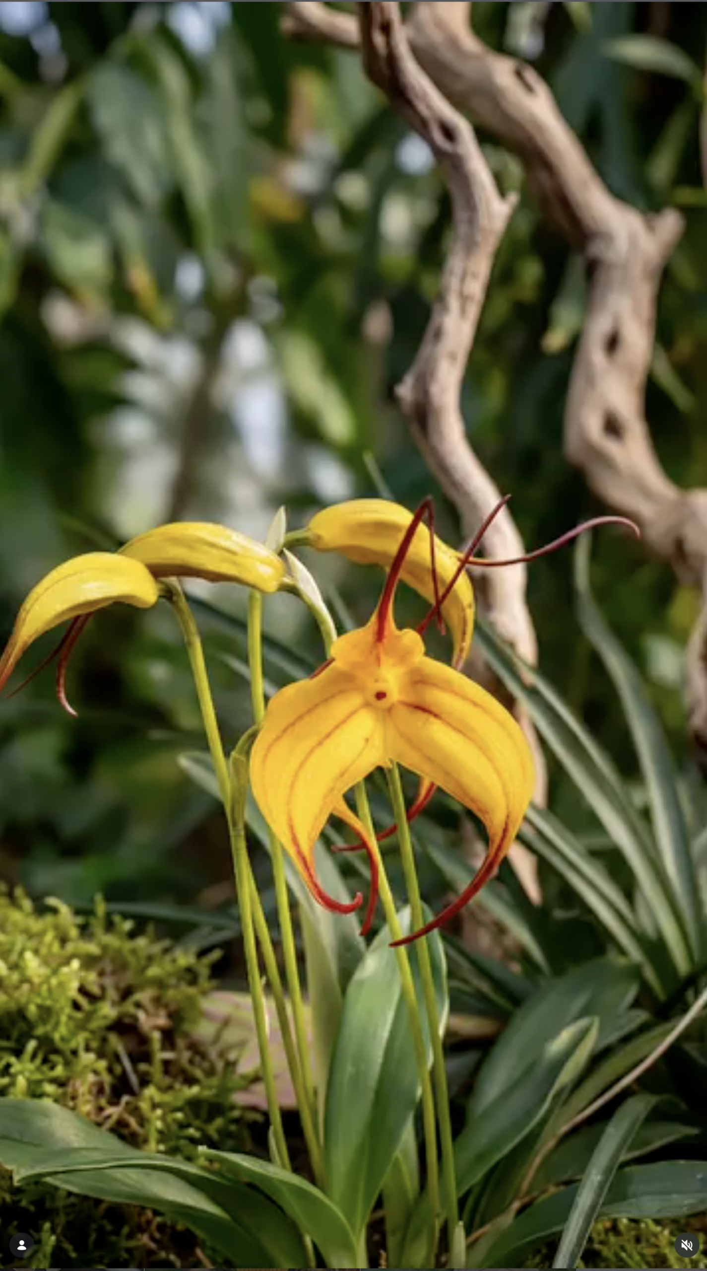 fdc2026-orchid-garden-morosolo-00001