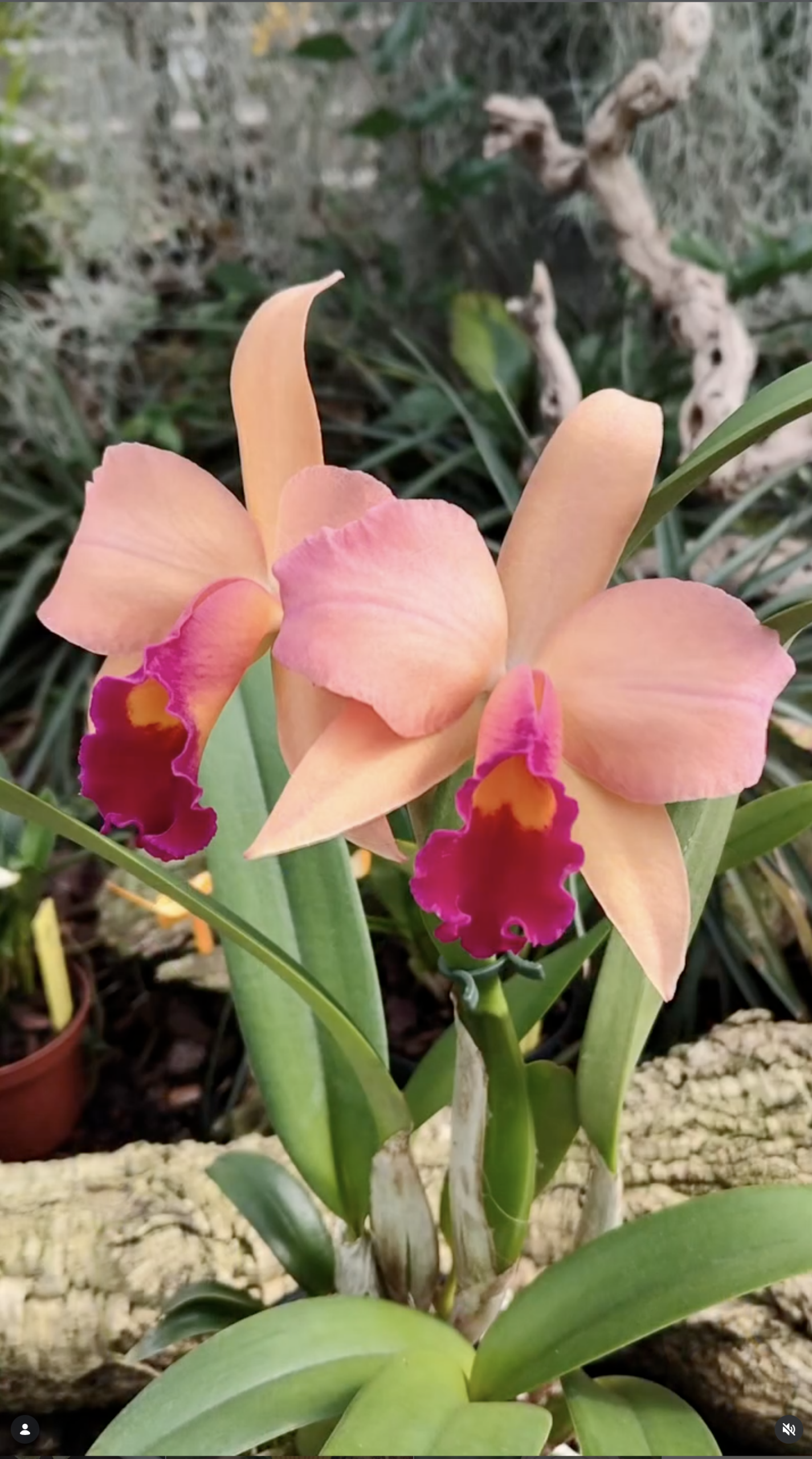 fdc2026-orchid-garden-morosolo-00002