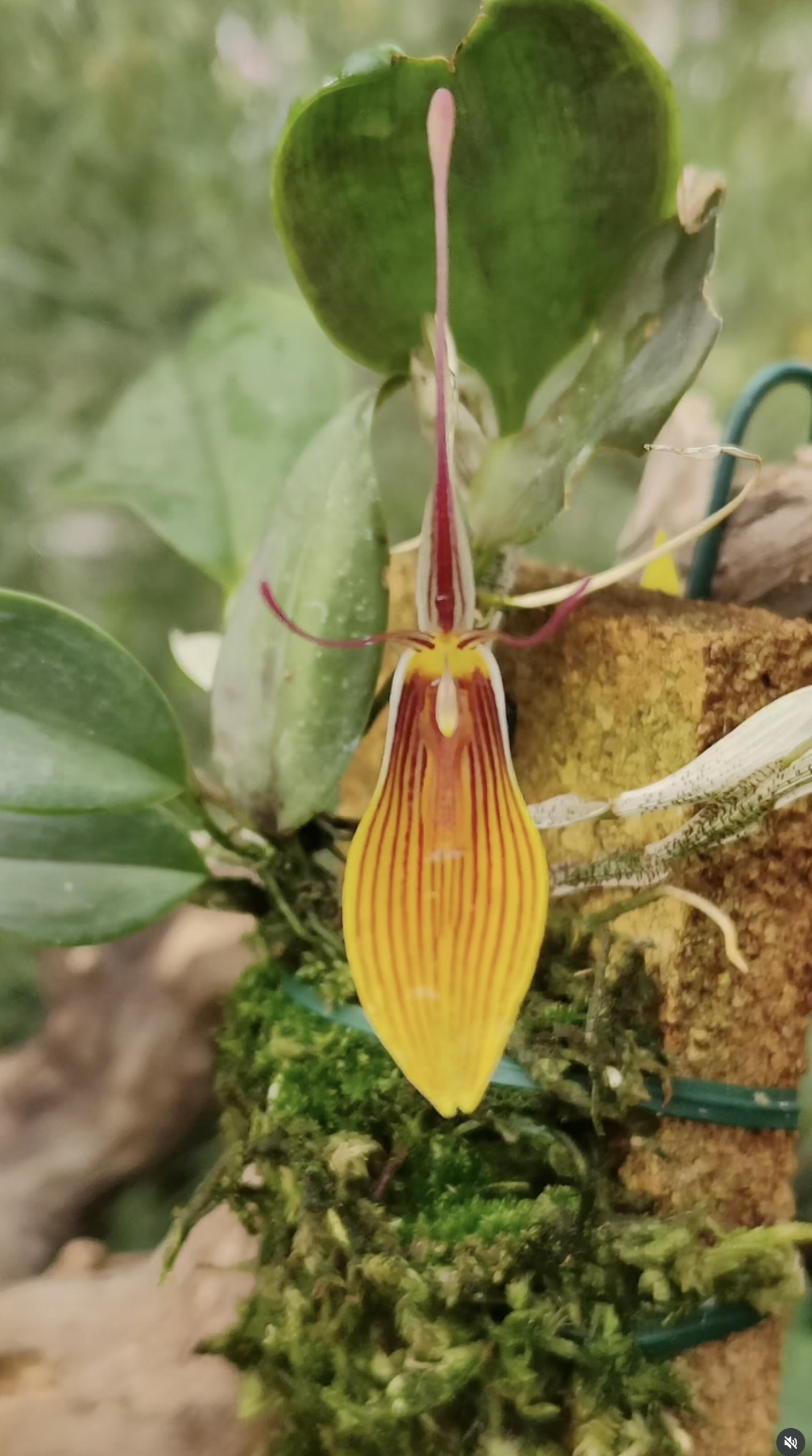 fdc2026-orchid-garden-morosolo-00006
