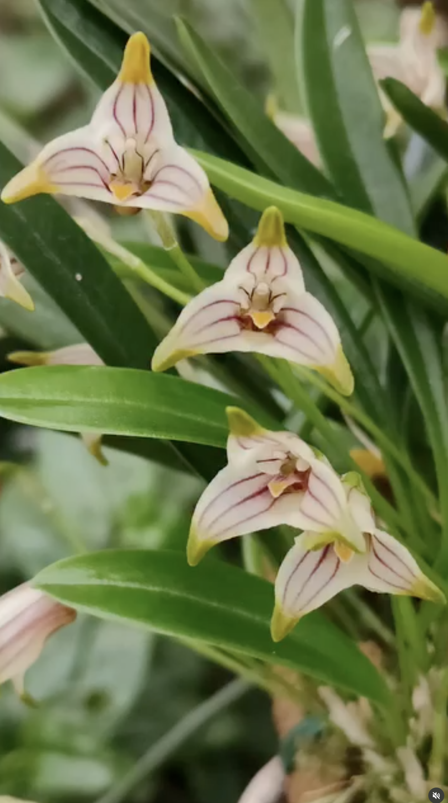 fdc2026-orchid-garden-morosolo-00007