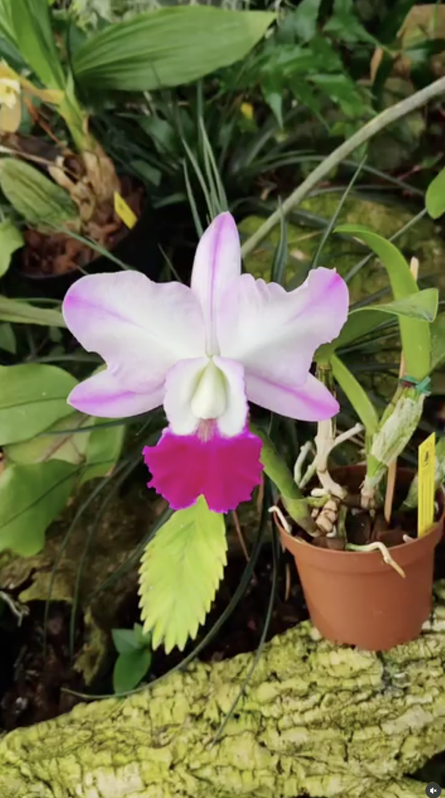 fdc2026-orchid-garden-morosolo-00008