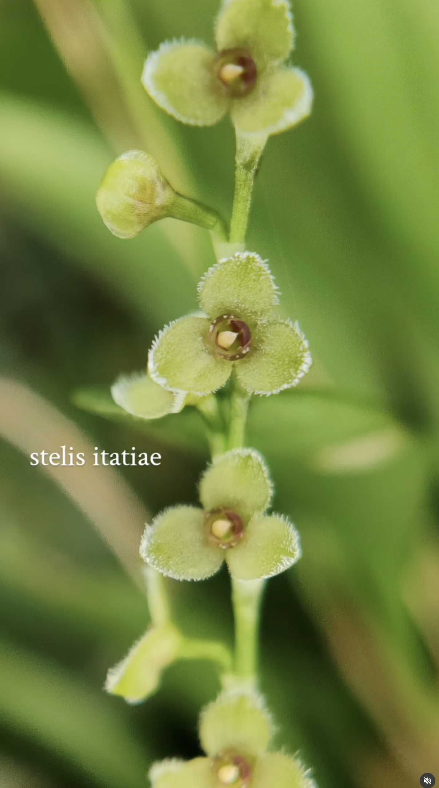 fdc2026-orchid-garden-morosolo-00009