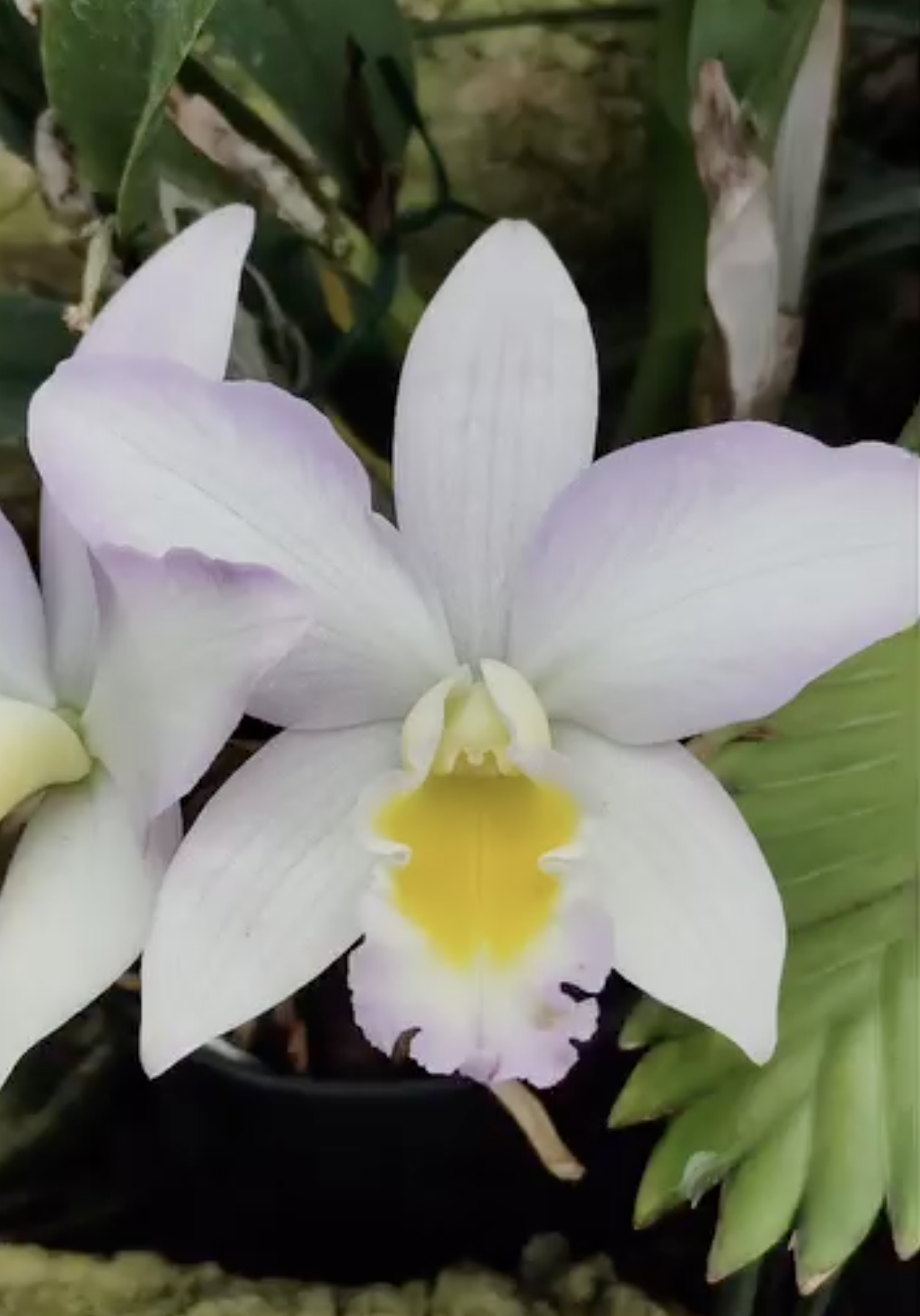 fdc2026-orchid-garden-morosolo-00012