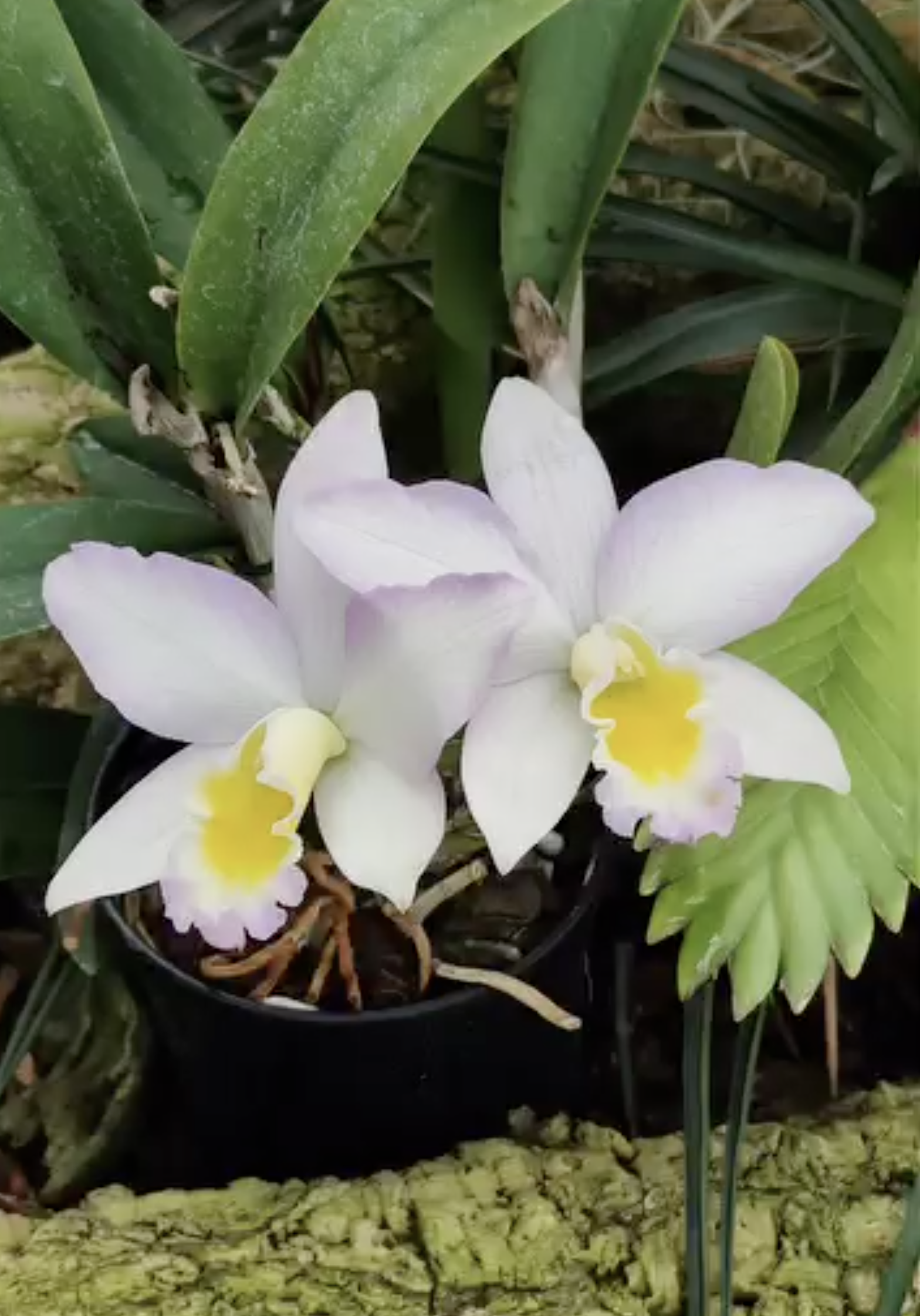 fdc2026-orchid-garden-morosolo-00013