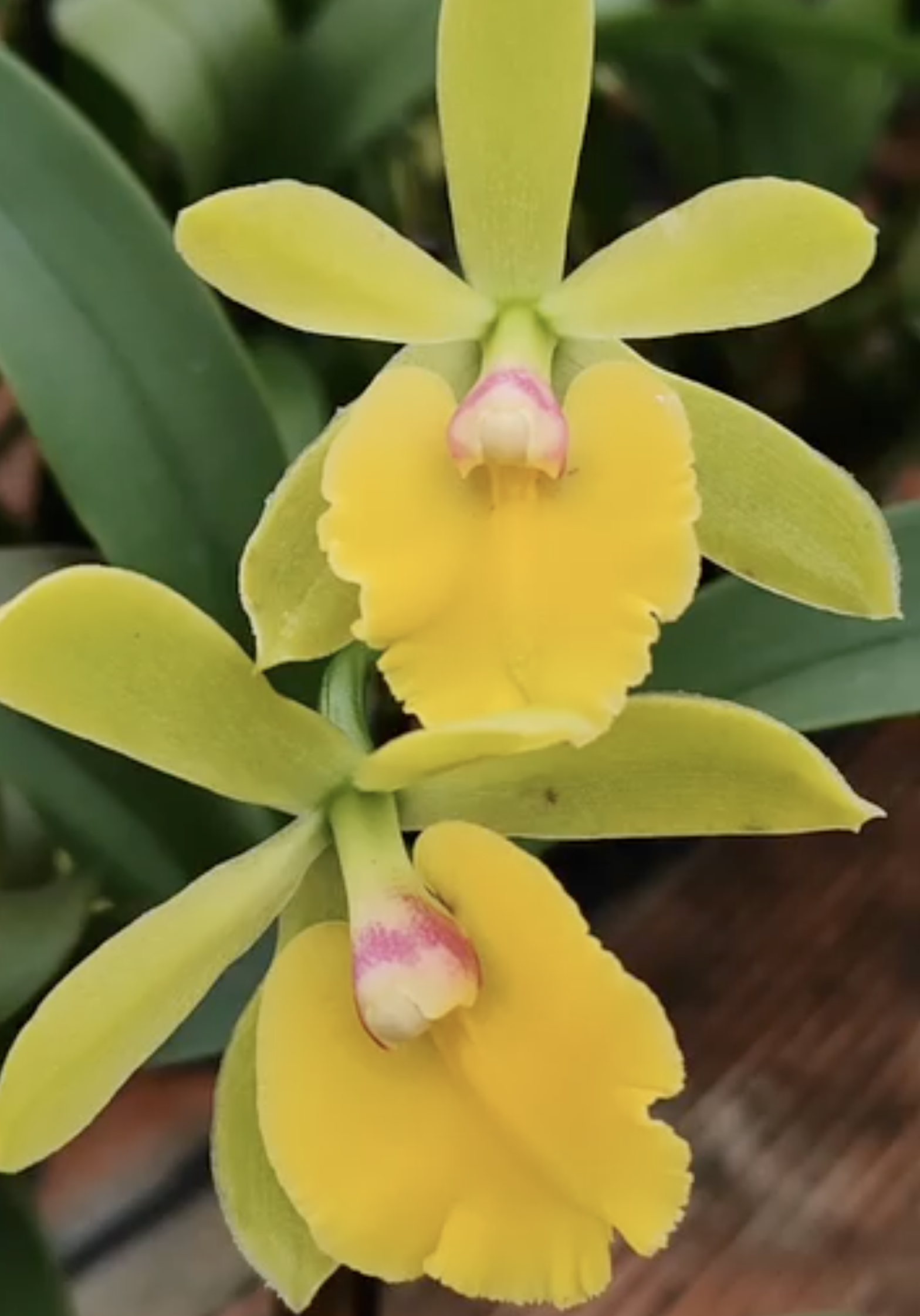fdc2026-orchid-garden-morosolo-00014