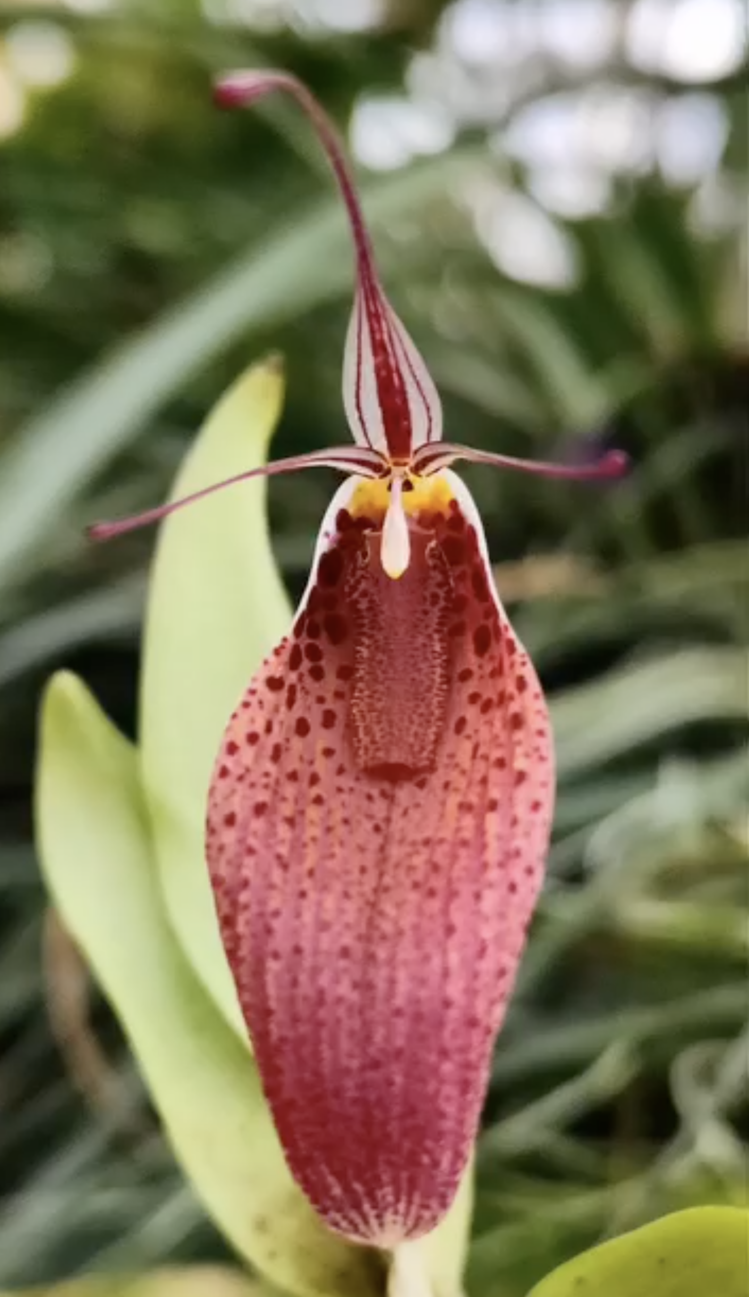 fdc2026-orchid-garden-morosolo-00015