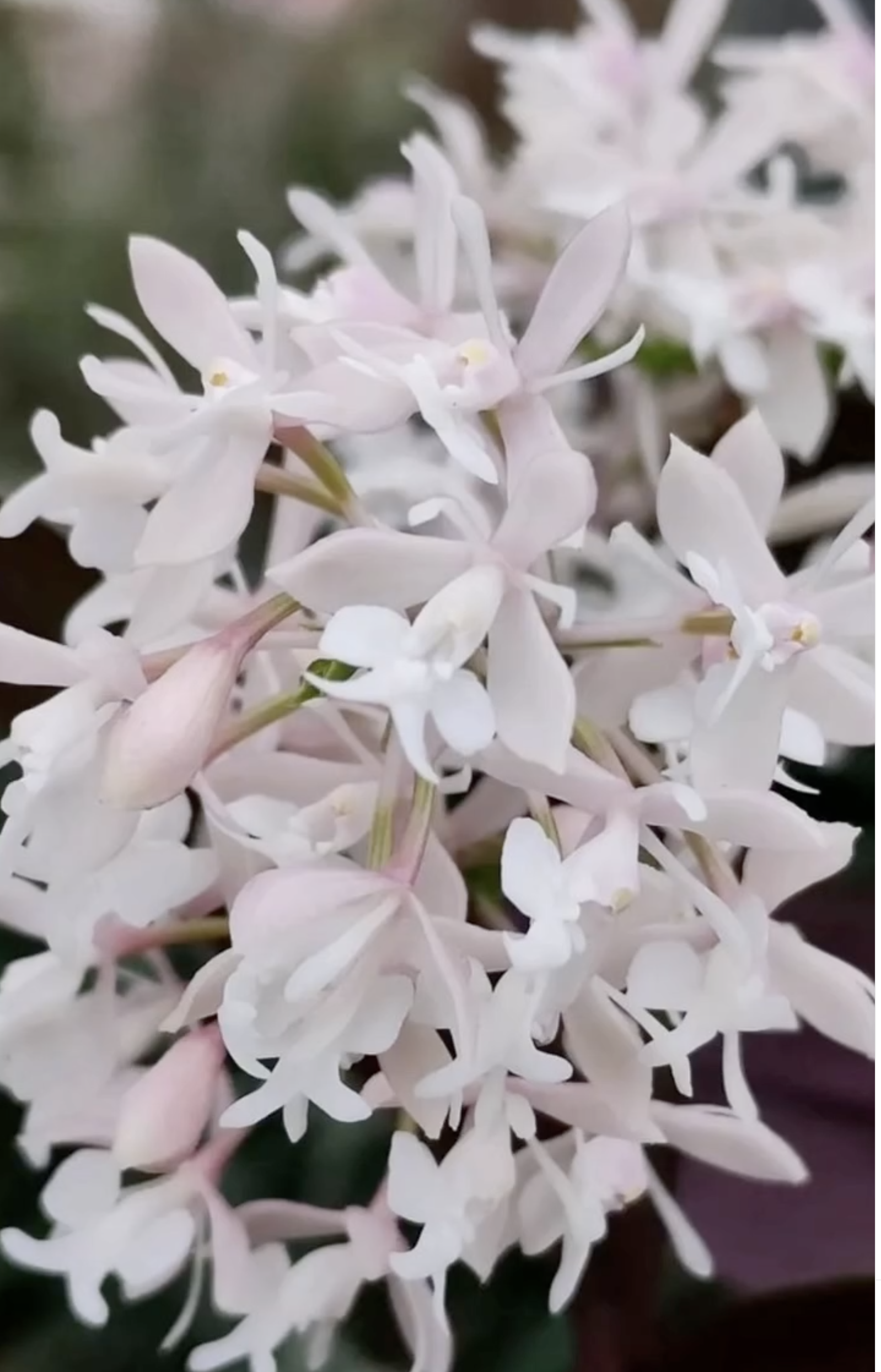 fdc2026-orchid-garden-morosolo-00017