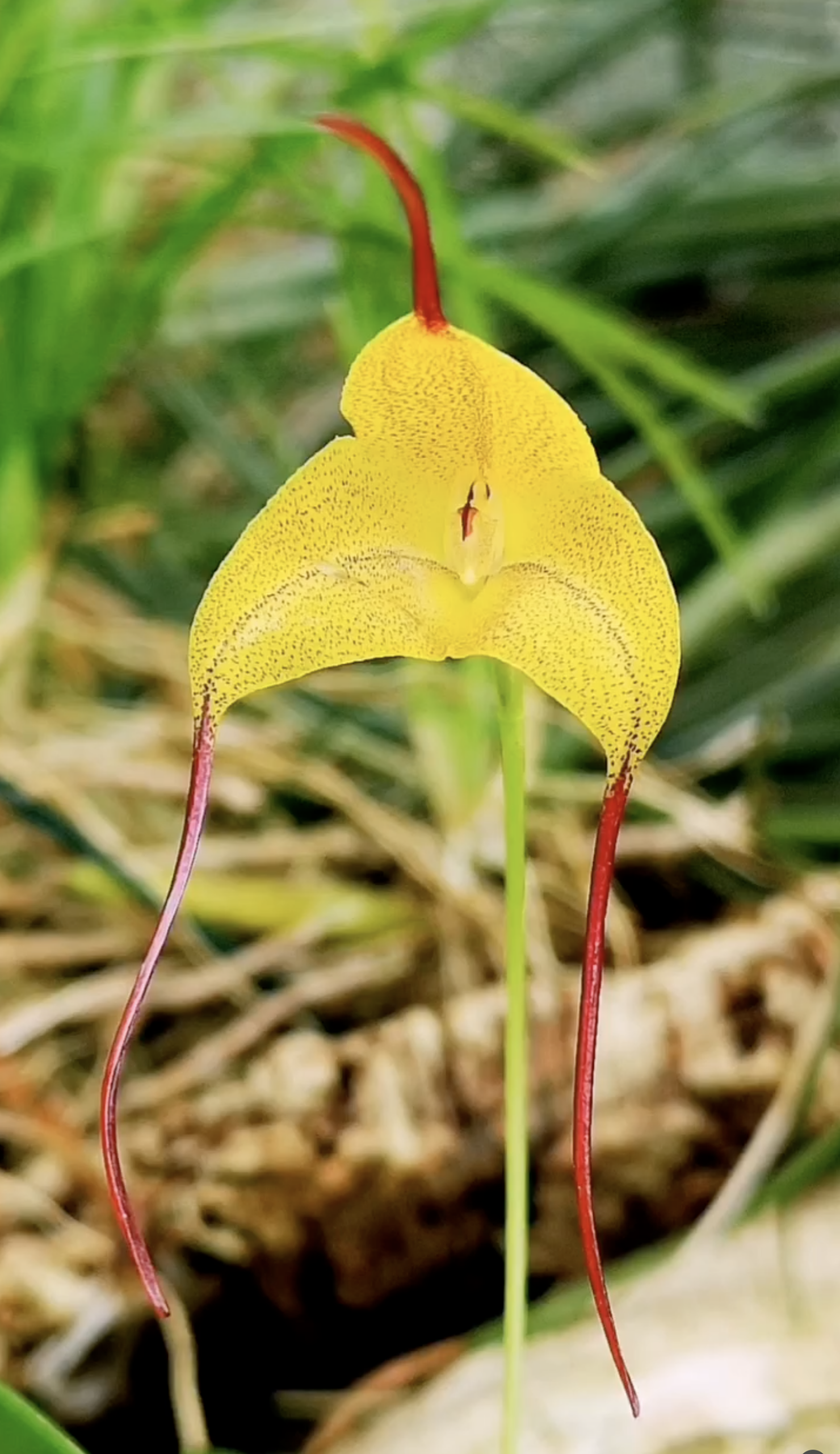 fdc2026-orchid-garden-morosolo-00023