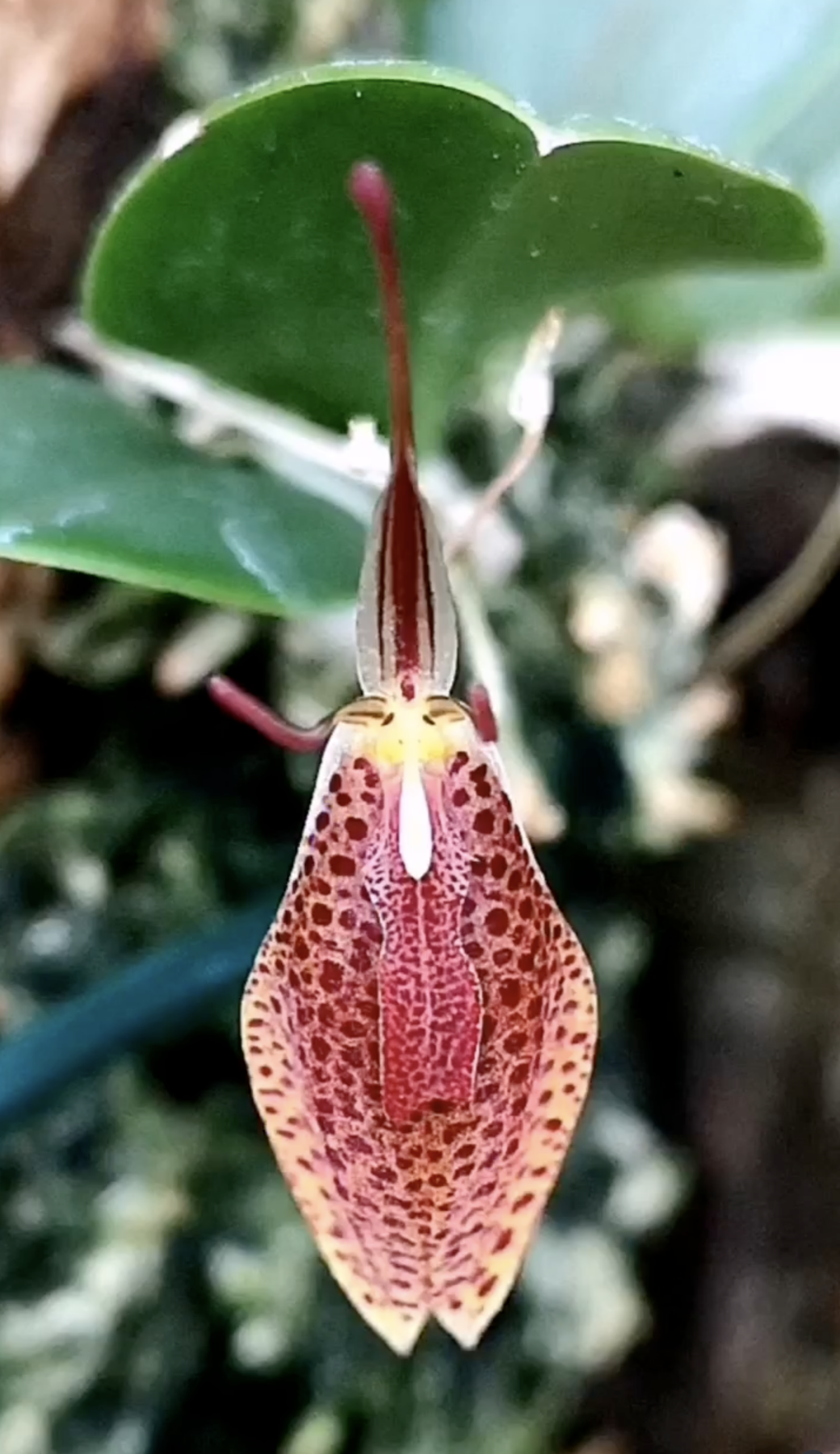 fdc2026-orchid-garden-morosolo-00025
