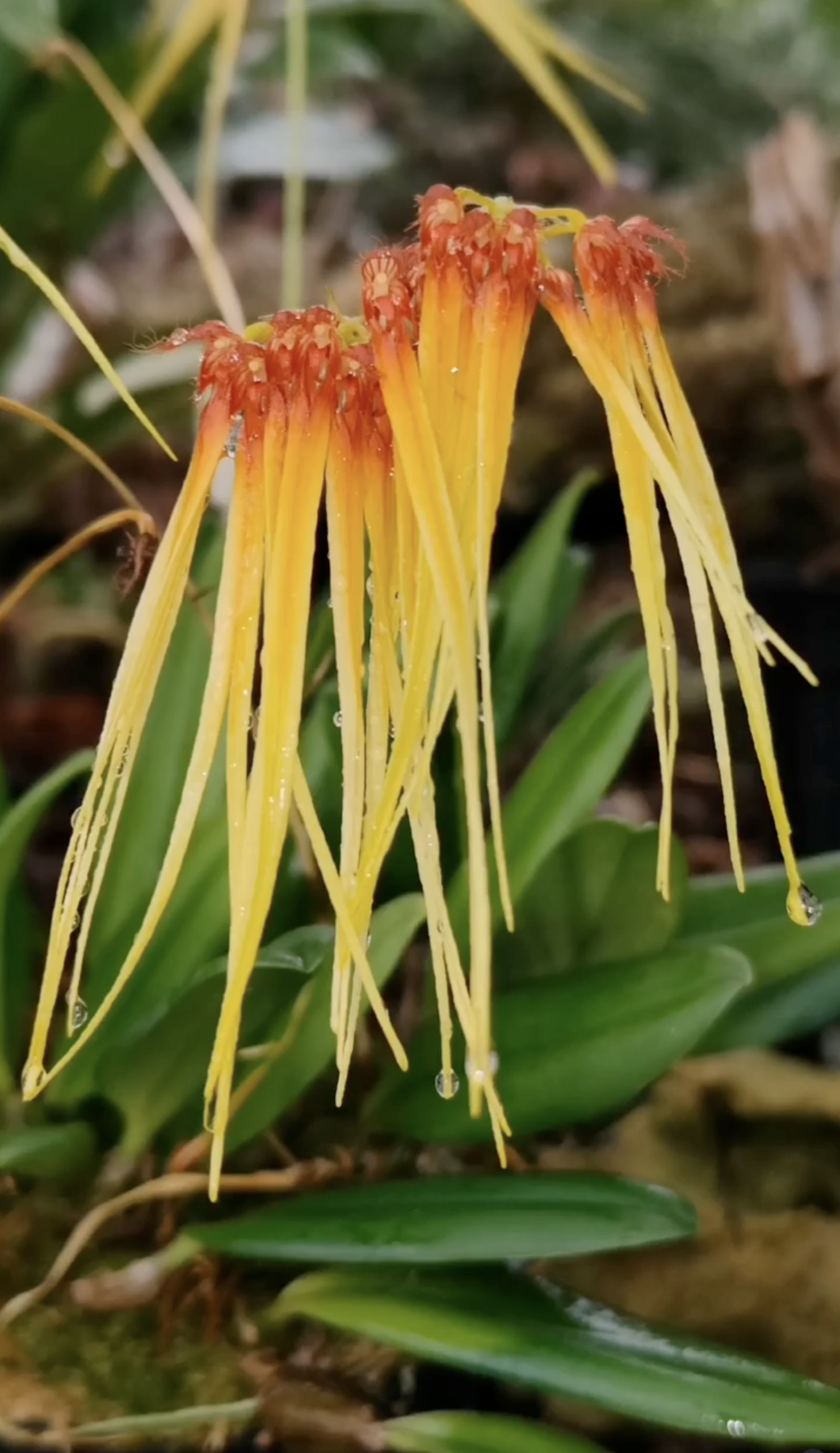 fdc2026-orchid-garden-morosolo-00026
