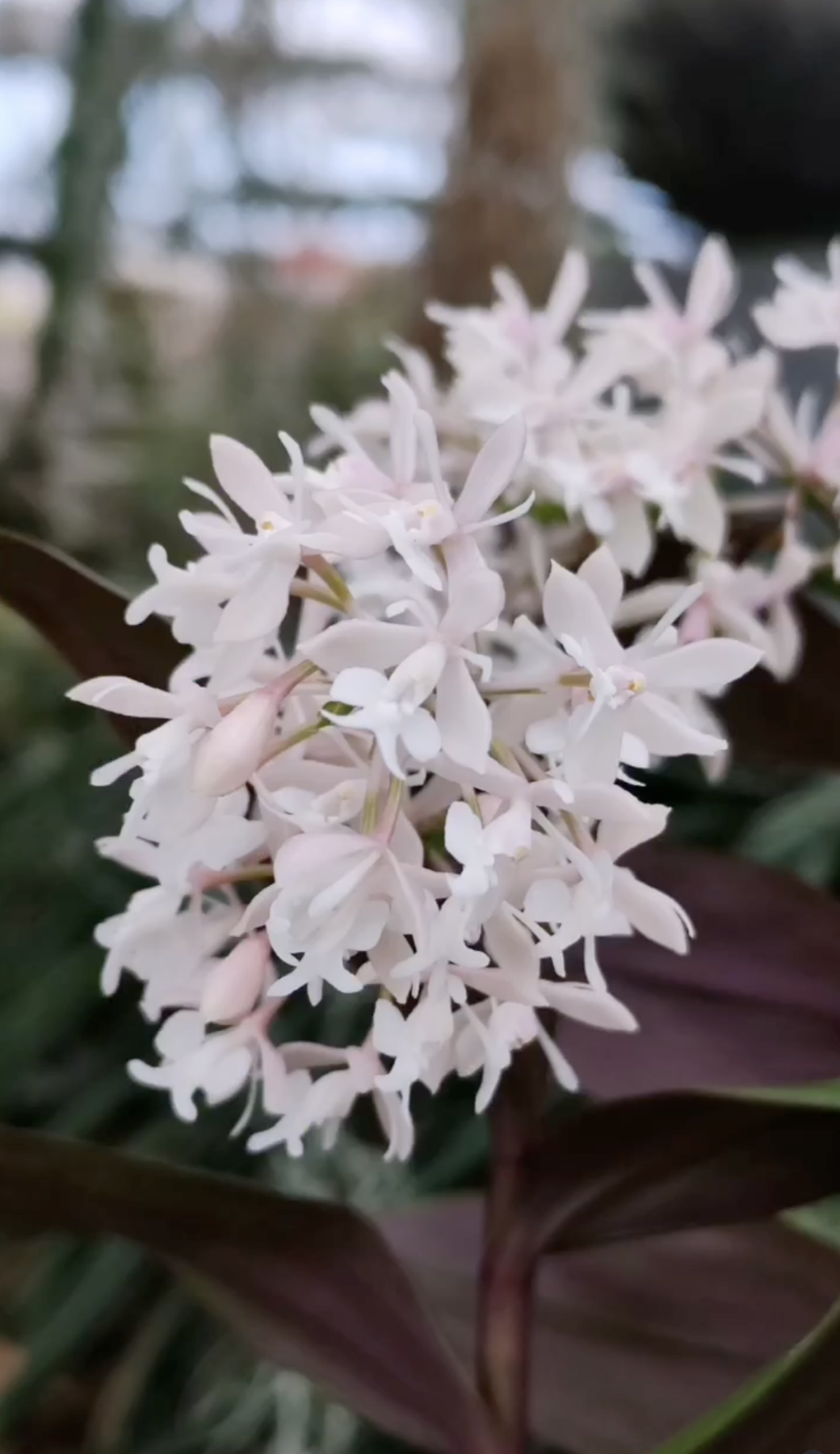 fdc2026-orchid-garden-morosolo-00027